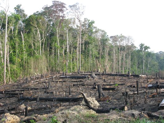 Illustrative background for Deforestation and habitat destruction