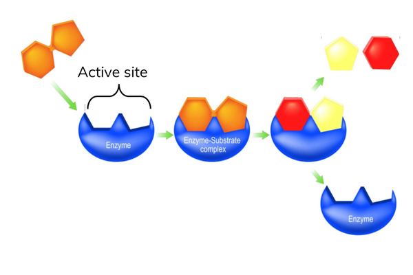 Illustrative background for The active site 