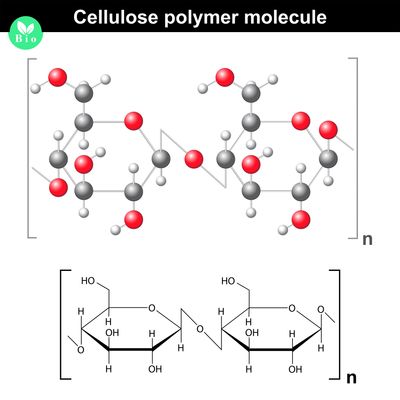 Illustrative background for Polysaccharides