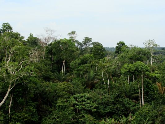 Illustrative background for The rate of deforestation in the Amazon